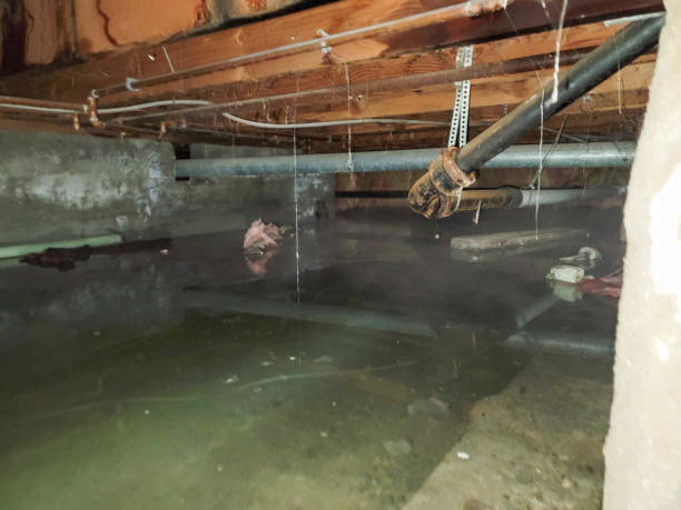 Best Professional water damage repair  in Third Lake, IL